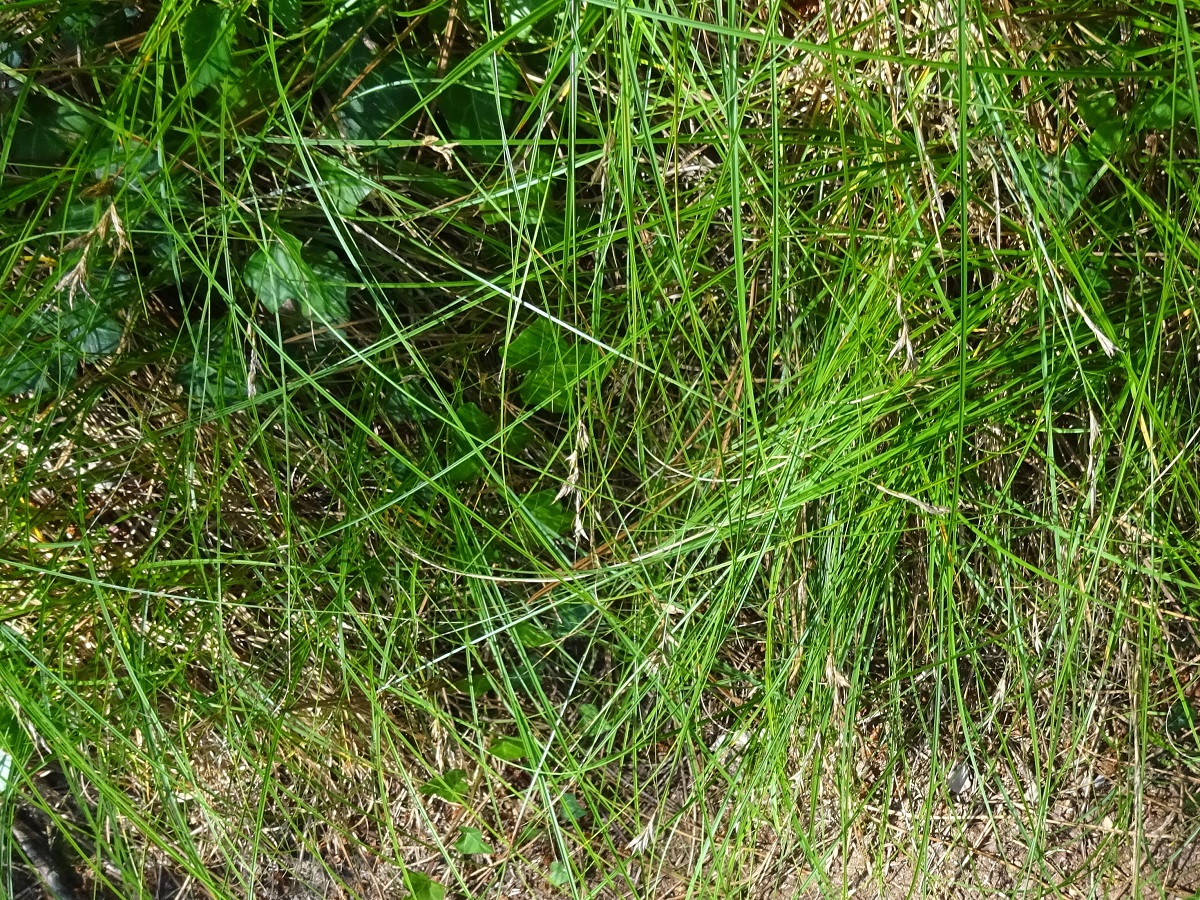 Carex colchica (Cyperaceae)